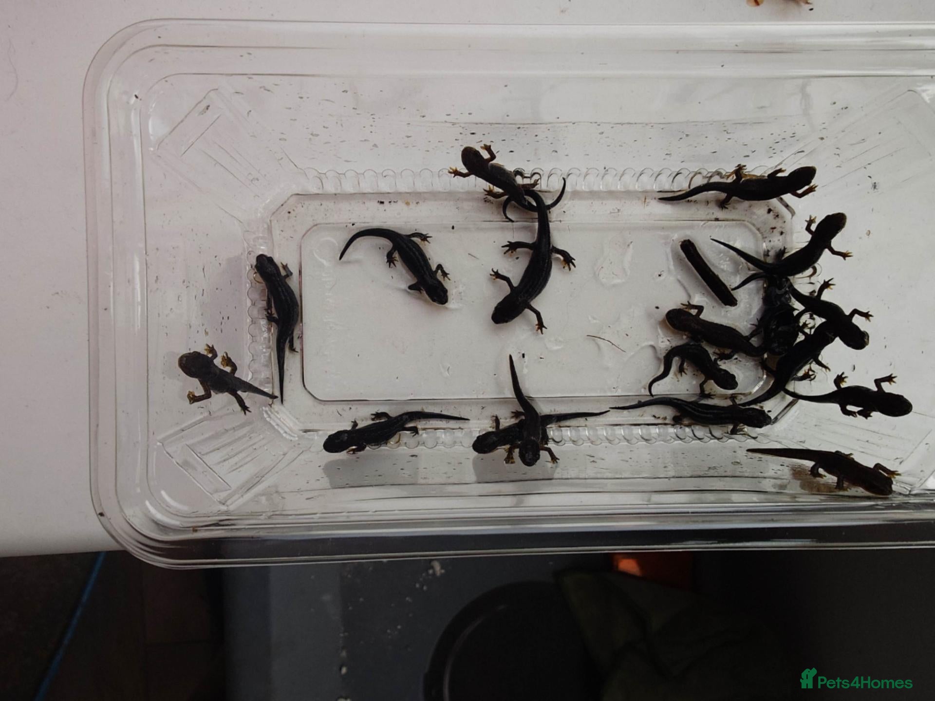 Newt reptiles Italian Alpine Newt for sale - Advert 6