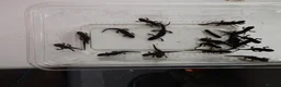 Newt reptiles for sale: Italian Alpine Newt for sale in Hull - Advert 1