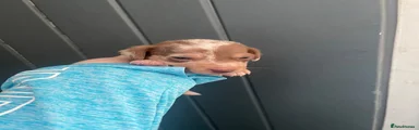 Dachshund 1