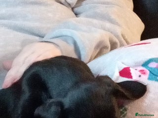 Mixed Breed dogs Lutcher X Labradoodle - Advert 2