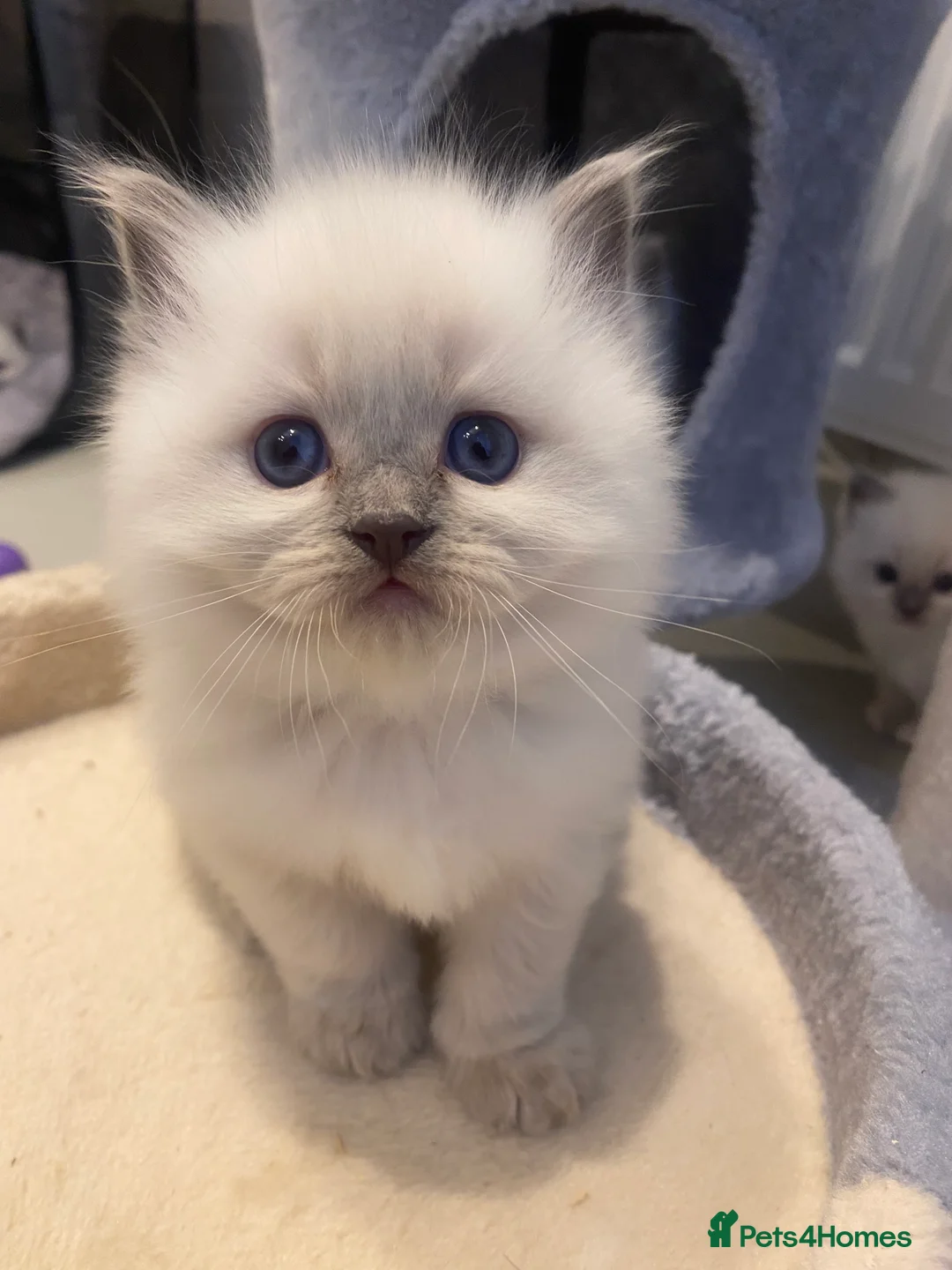 Ragdoll cats for sale: Doll face Ragdoll kitten  - Advert 2