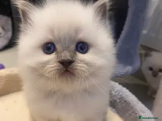 Ragdoll cats Doll face Ragdoll kitten - Advert 2