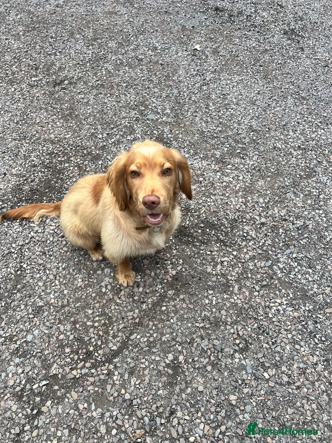 Cocker Spaniel dogs for sale: 7 month house trained KC cocker spaniel boy - Advert 4