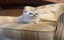 Persian cats for sale: Persian kittens - Image 3