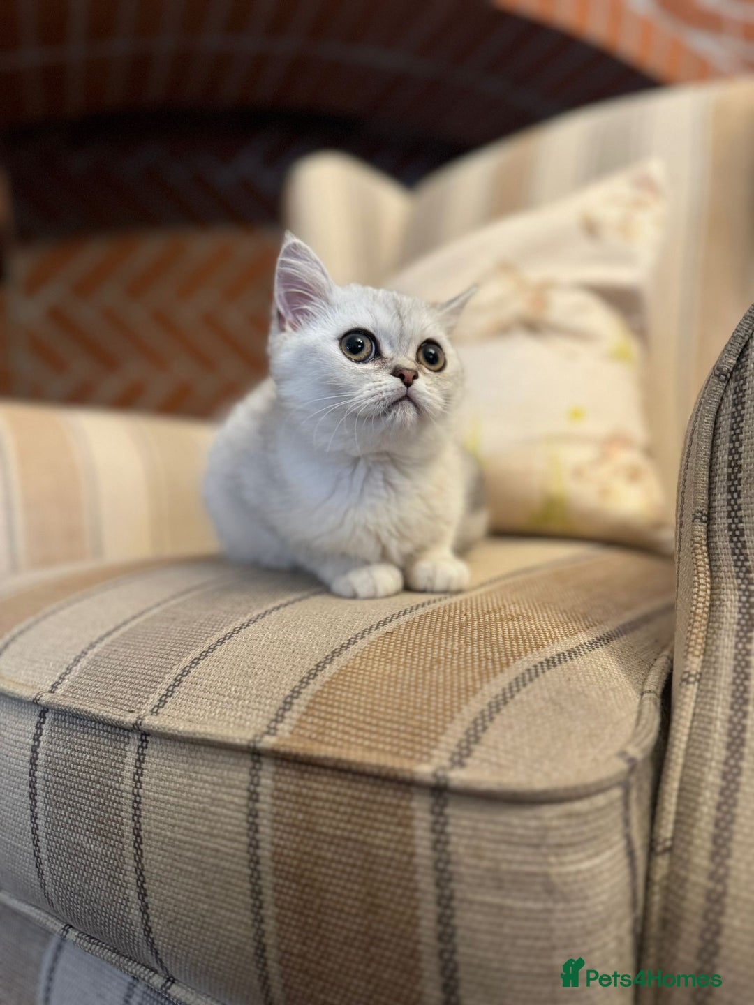 Persian cats for sale: Persian kittens - Image 3