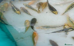 Koi Carp fish for sale: UK koi carp  - Image 3