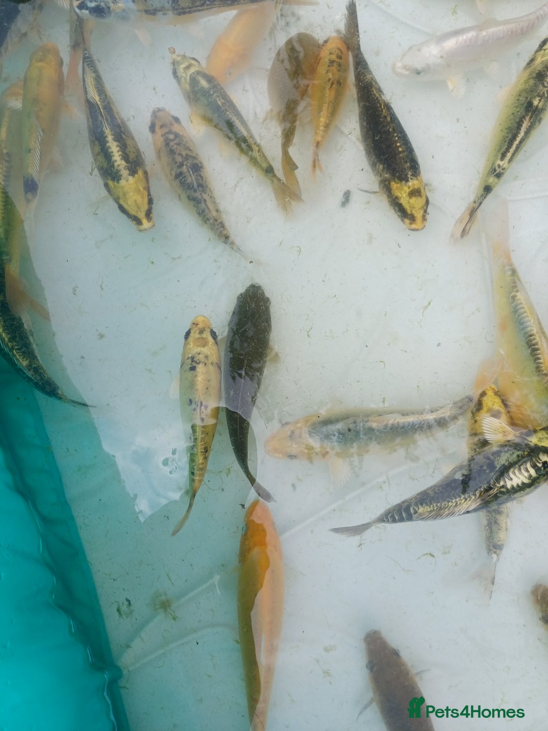 Koi Carp fish for sale: UK koi carp  - Image 3