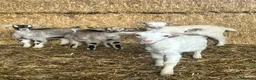 Goats livestock for sale: Beautiful goat kids - Advert 10