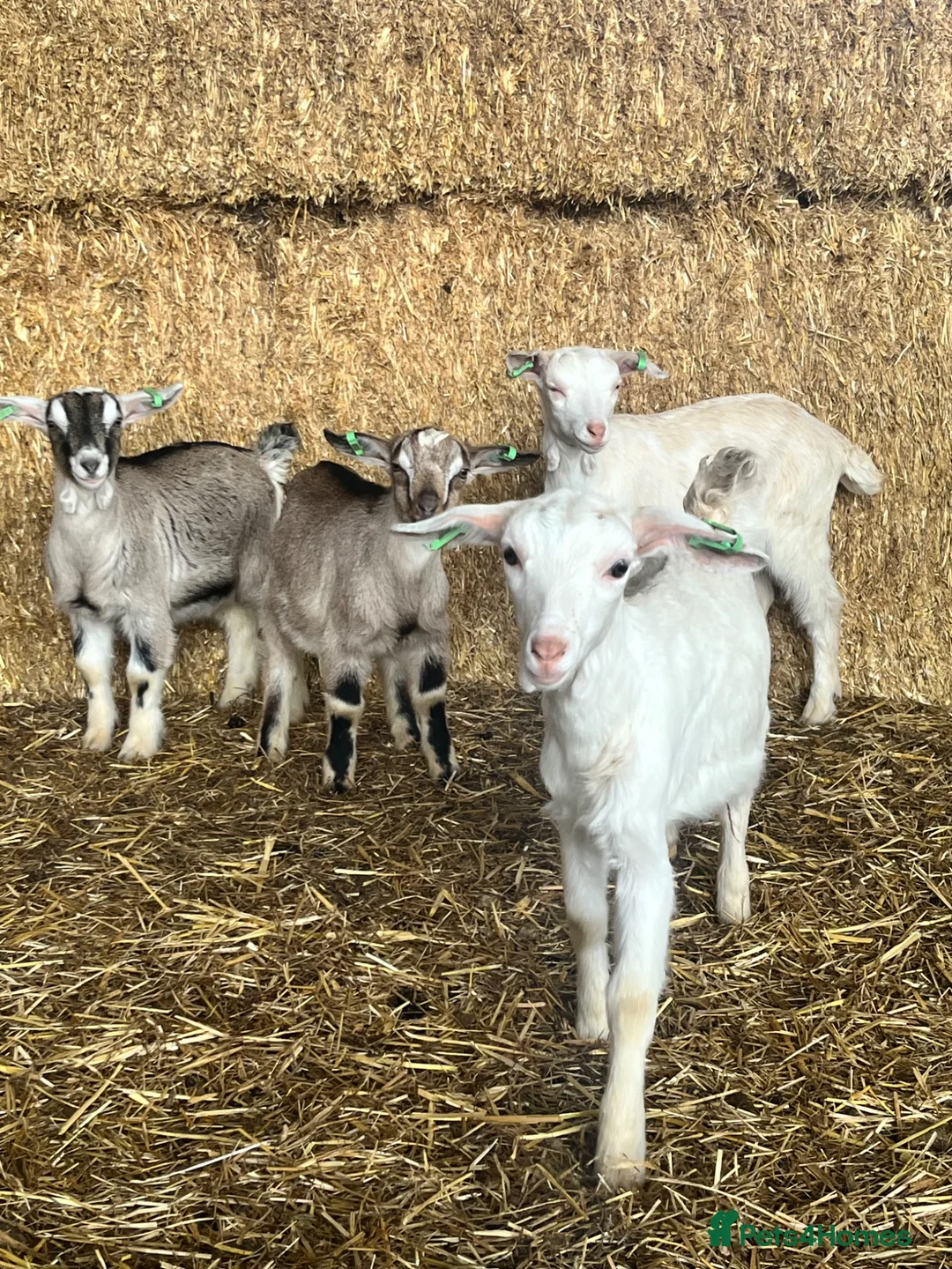 Goats livestock for sale: Beautiful goat kids - Advert 10