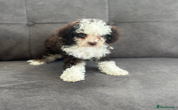 Toy Poodle dogs - Advert 2
