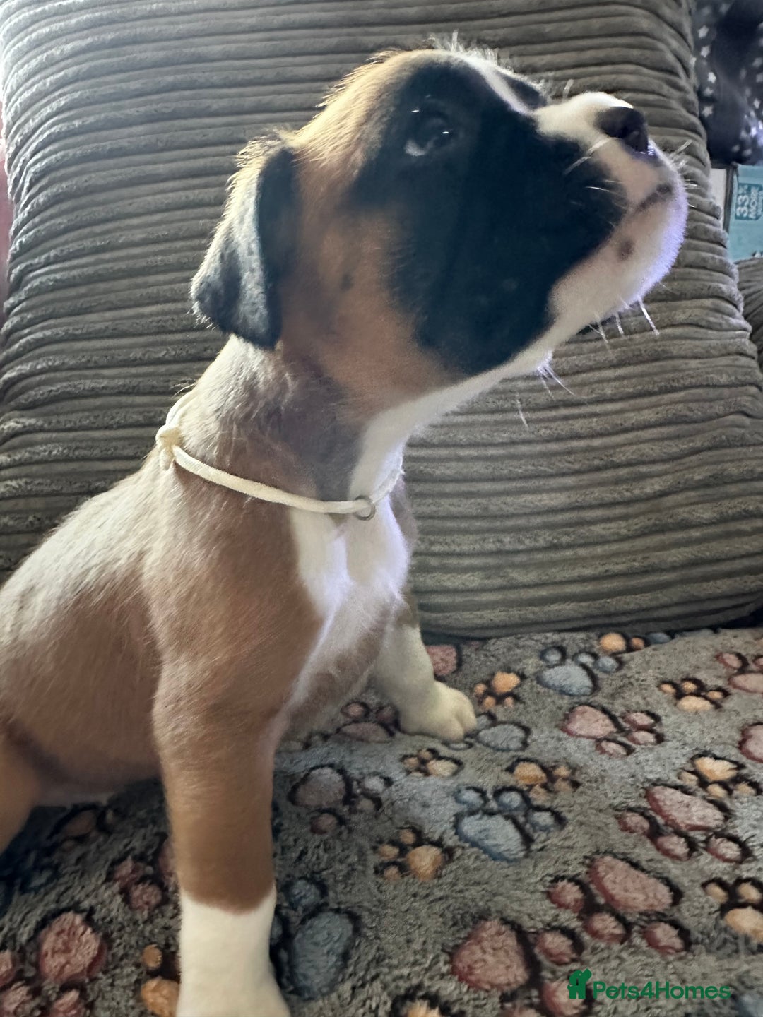Boxer dogs for sale: Boxer Puppies KC registered  - Image 32