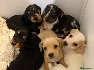 Miniature Dachshund dogs Ready now Miniature dachshunds - Advert 4