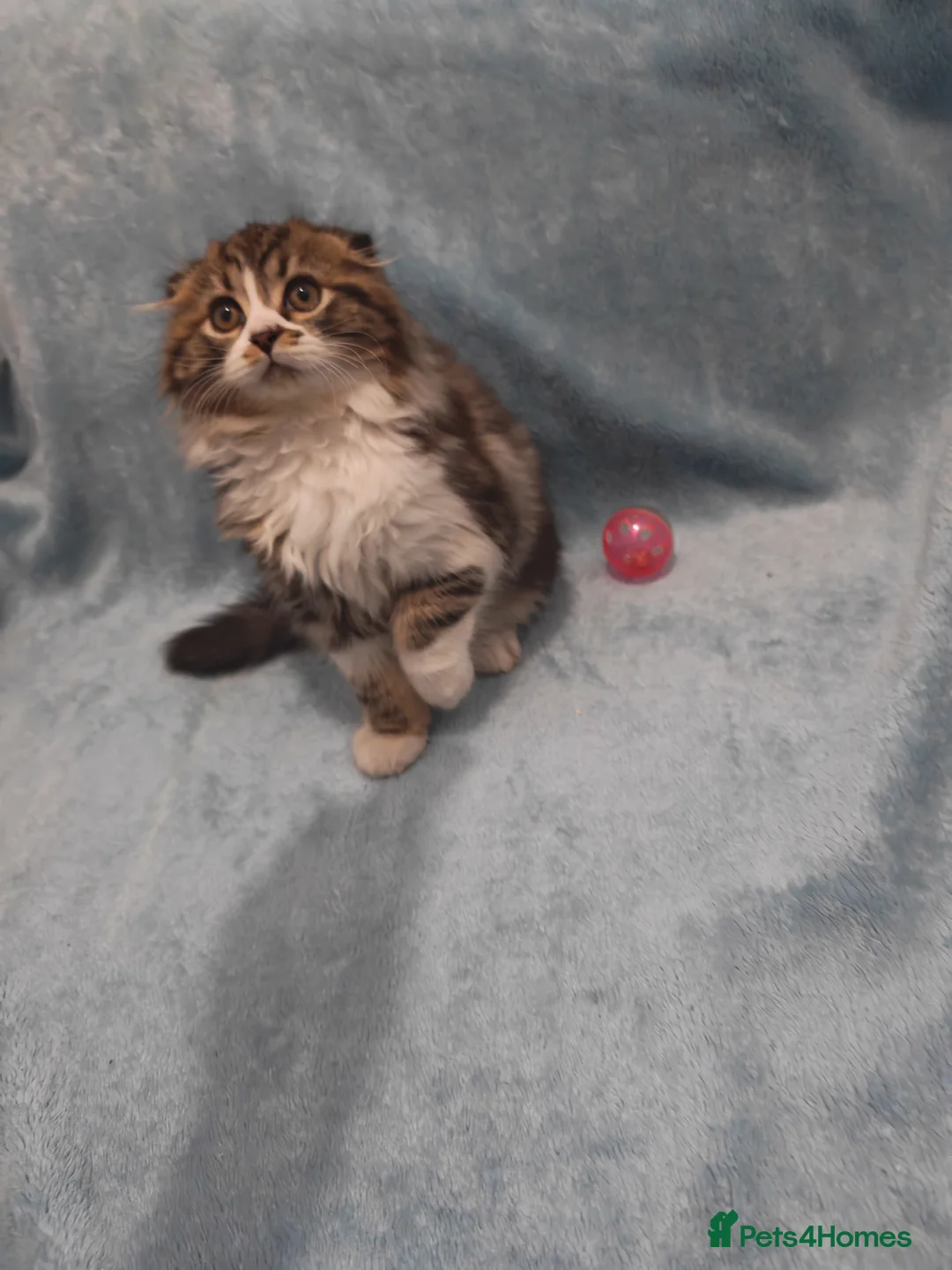 Mixed Breed cats for sale: Sccotis flod & Fluffy kittens VIDEOS - Advert 27