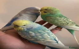 Budgerigars birds for sale: Tamed Handreared Budgies For Sale - Image 2