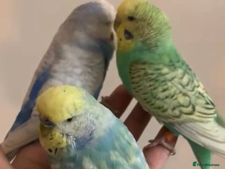 Budgerigars birds - Advert 18