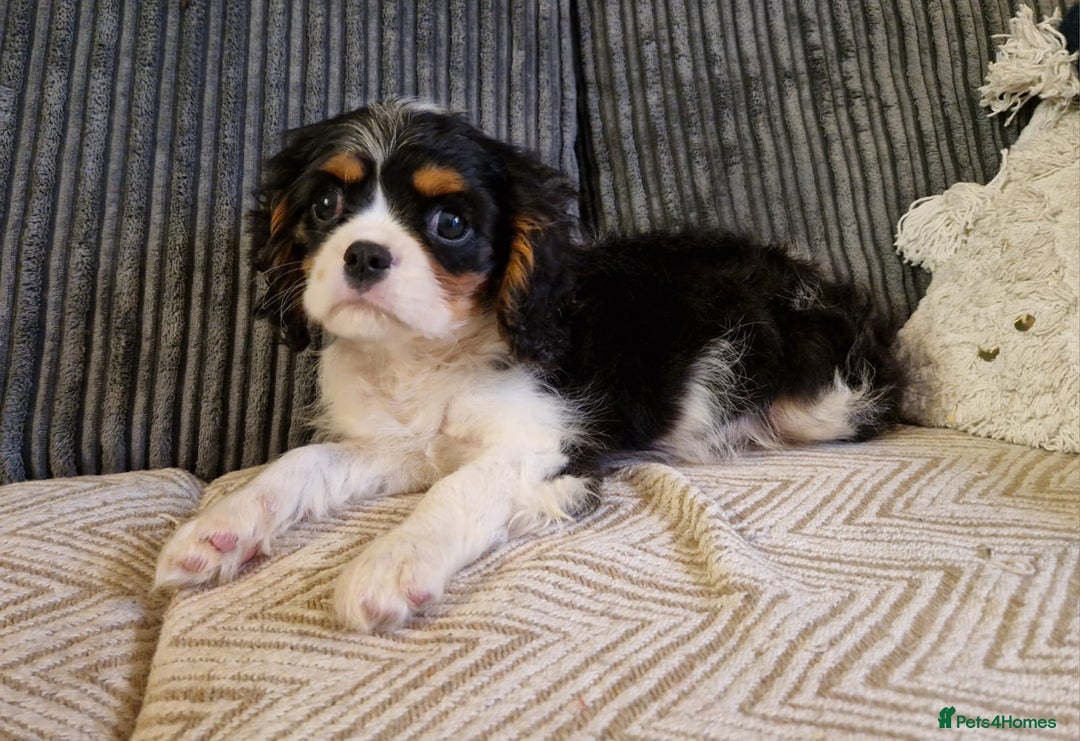 Cavalier King Charles Spaniel dogs for sale: Beautiful King Charles Cavalier Puppies - Image 6