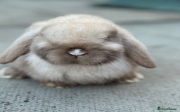 Mini Lop rabbits for sale: Baby mini lops  - Image 4