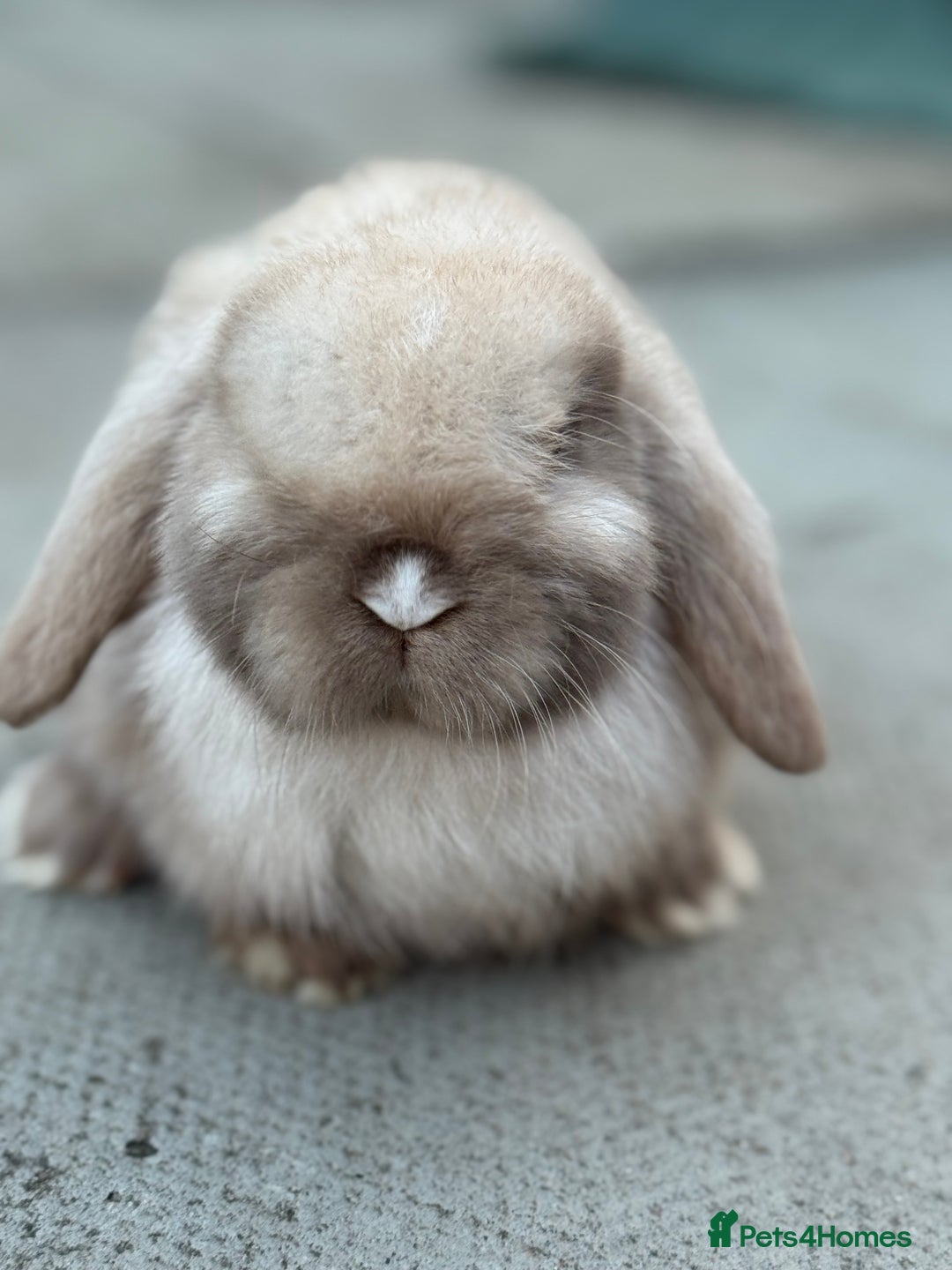 Mini Lop rabbits for sale: Baby mini lops  - Image 4