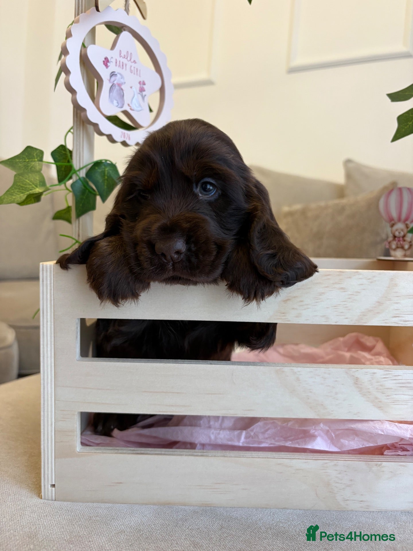 Cocker Spaniel dogs 🤎 Exceptional KC Show Cocker Spaniel Puppies 🤎 - Advert 10