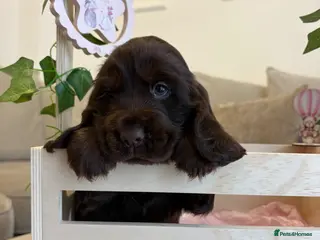 Cocker Spaniel dogs 🤎 Exceptional KC Show Cocker Spaniel Puppies 🤎 - Advert 10