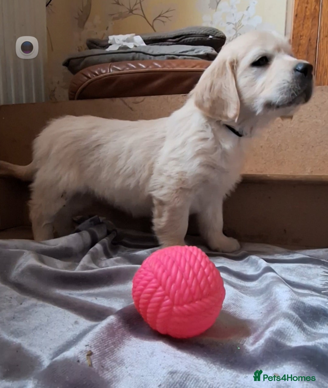 Golden Retriever dogs for sale: ⭐️⭐️Beautiful White Golden Retriever Pups ⭐️⭐️ - Advert 10