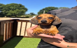 Dachshund dogs for sale: 1 gorgeous boy Available Ready to leave 🐶🏡 in Cullompton - Image 4