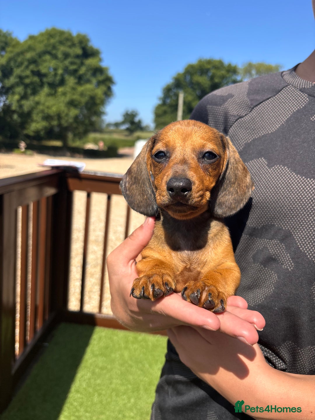 Dachshund dogs for sale: 1 gorgeous boy Available Ready to leave 🐶🏡 in Cullompton - Image 4