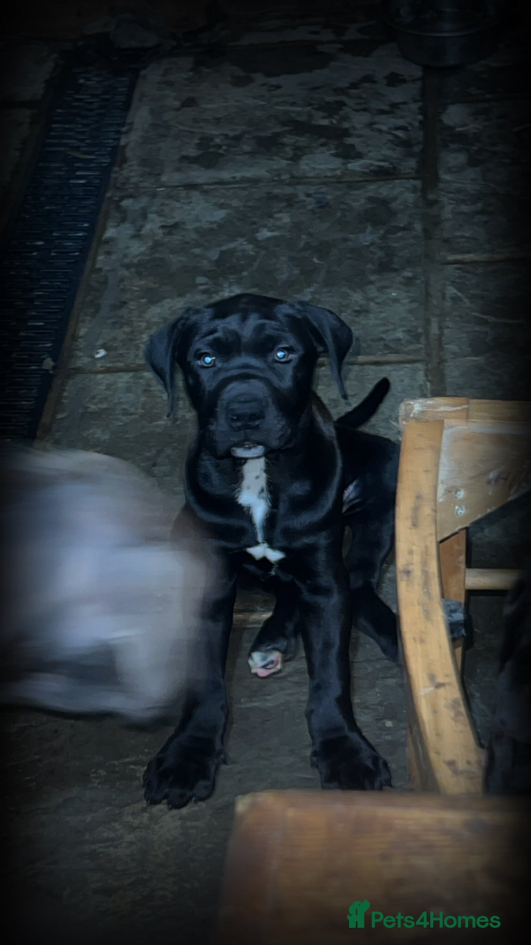 Mixed Breed dogs for sale: Staffy X  - Advert 4