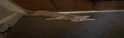 Mixed Breed cats for sale: X2 Ginger males age 14 weeks today - Advert 4
