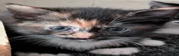 Mixed Breed cats for sale: Kittens for sale in Glasgow - Advert 10