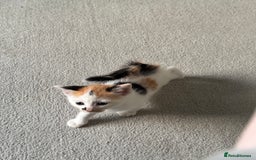 Mixed Breed cats for sale: Mixed kittens for sale - Image 19