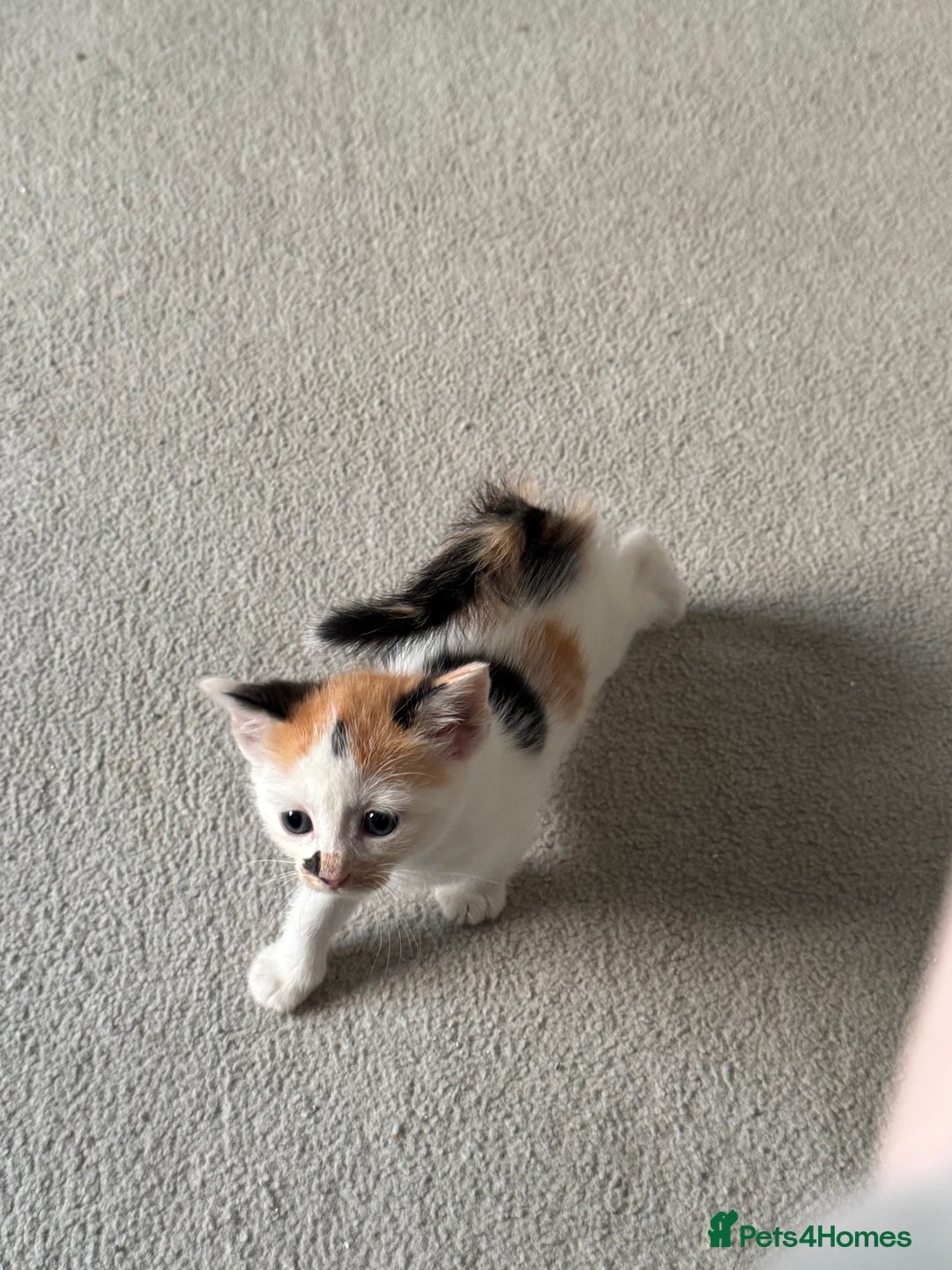 Mixed Breed cats for sale: Mixed kittens for sale - Image 19