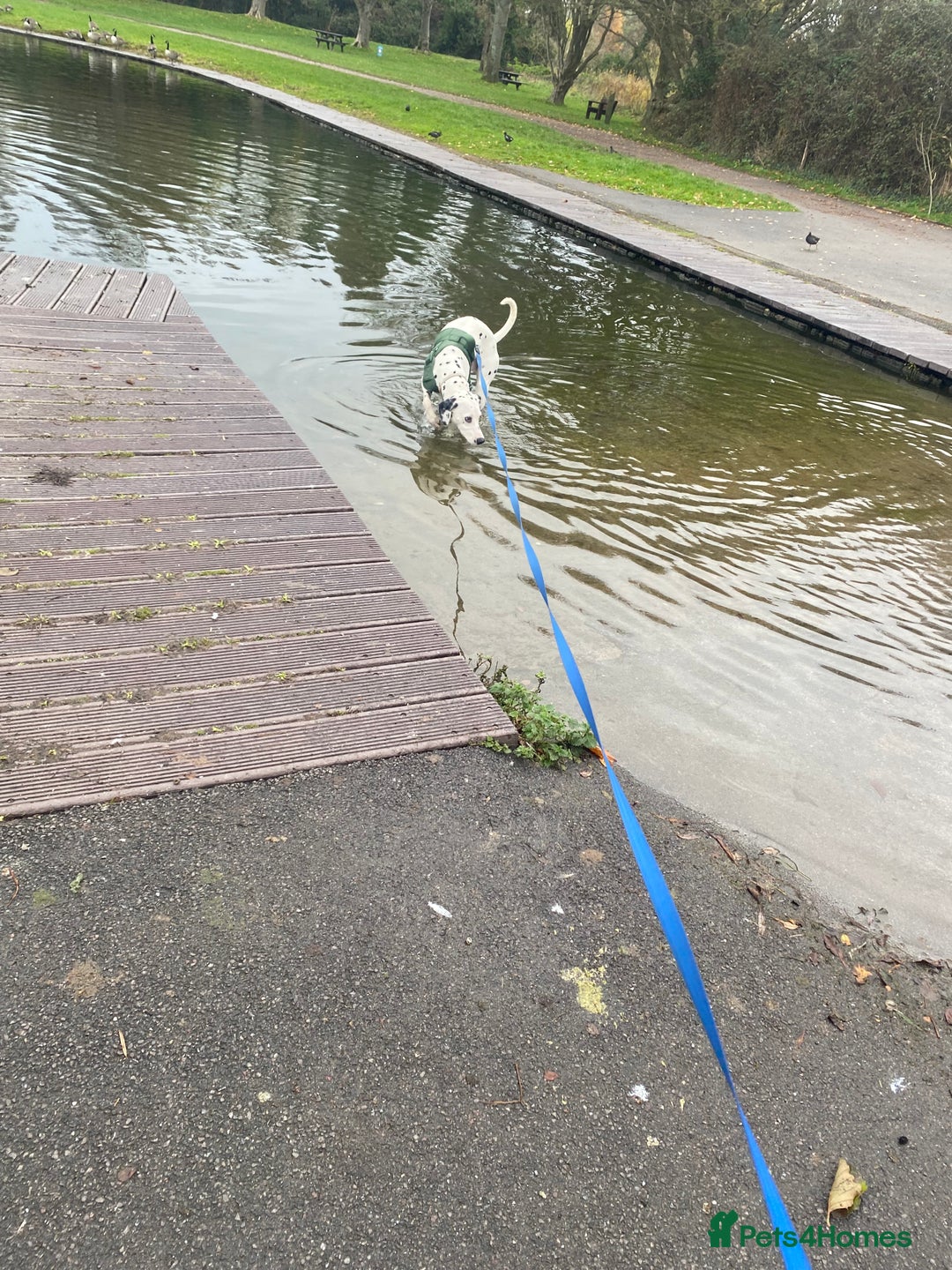 Dalmatian dogs for sale: 1 year old Dalmatian  - Advert 2