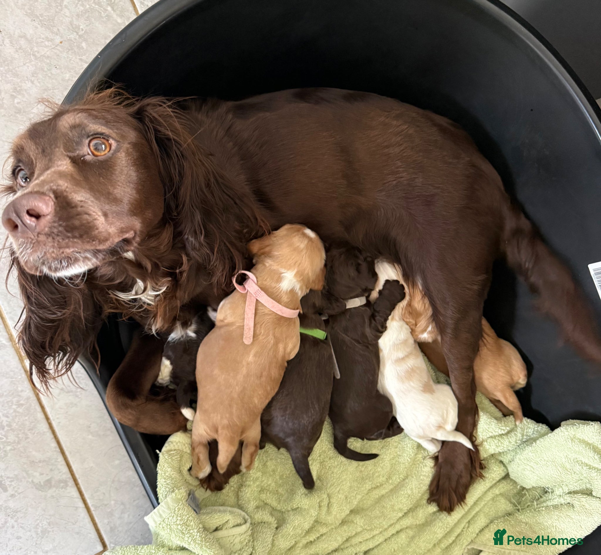 Cocker Spaniel dogs for sale: Absolutely gorgeous cocker pups  - Advert 5