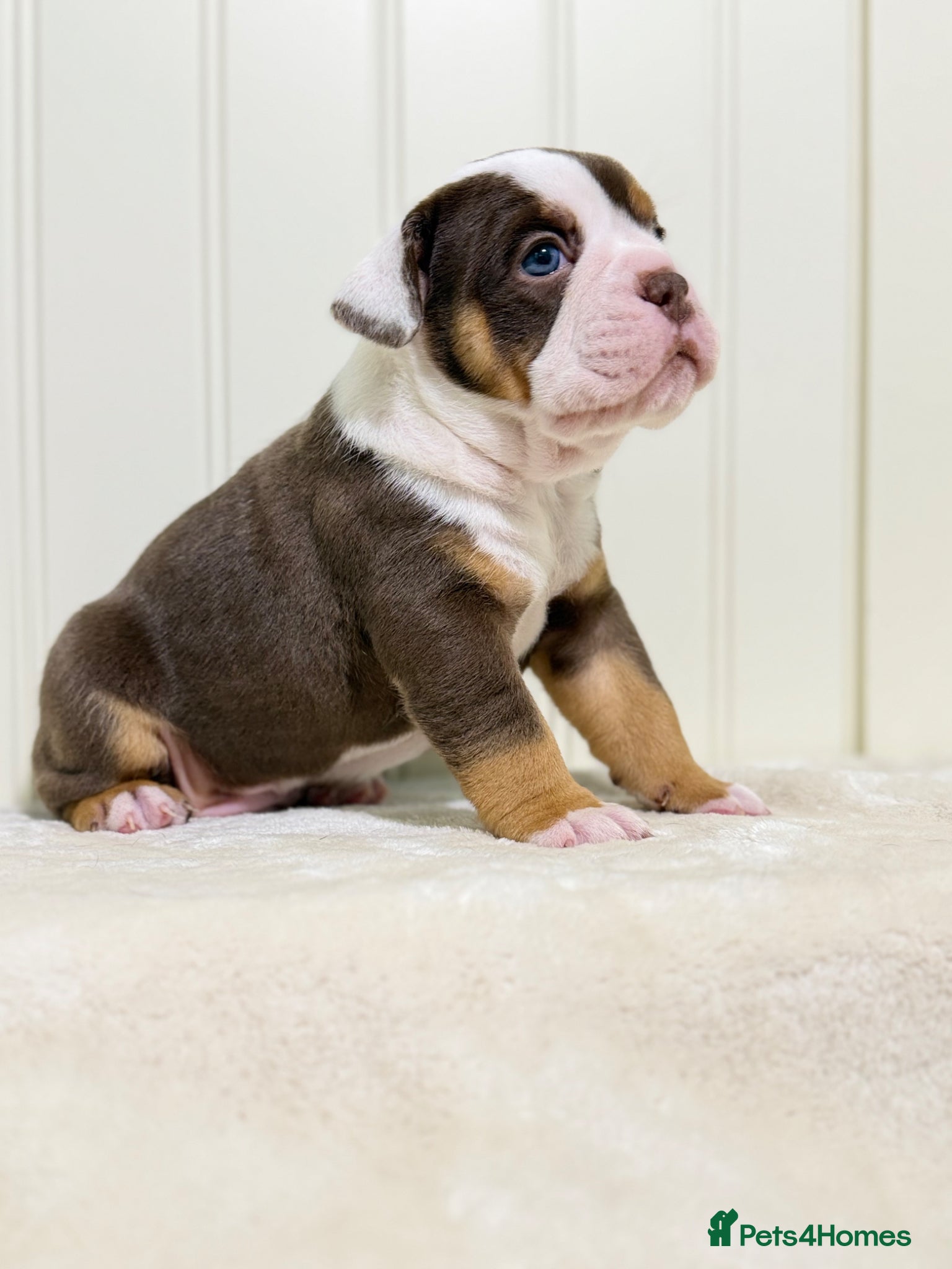 Old Tyme Bulldog dogs Adorable Old Tyme Bulldogs  🐾 - Advert 1