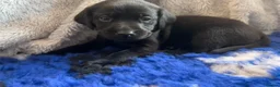 Labrador Retriever dogs for sale: Labrador Retriever KC puppies - Advert 23