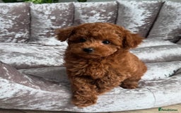 Maltipoo dogs for sale: Gorgeous Toy Maltipoo Puppies! - Image 12