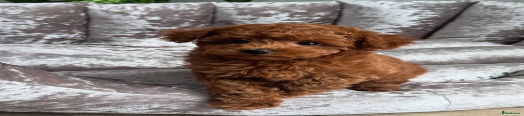Maltipoo Puppy 2