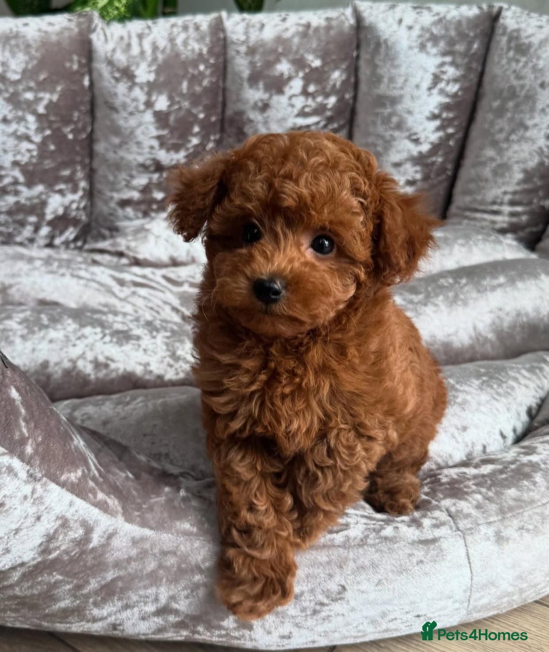 Maltipoo dogs for sale: Gorgeous Toy Maltipoo Puppies! - Image 12