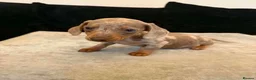 Miniature Dachshund dogs for sale: Miniature Dachshund  - Advert 6