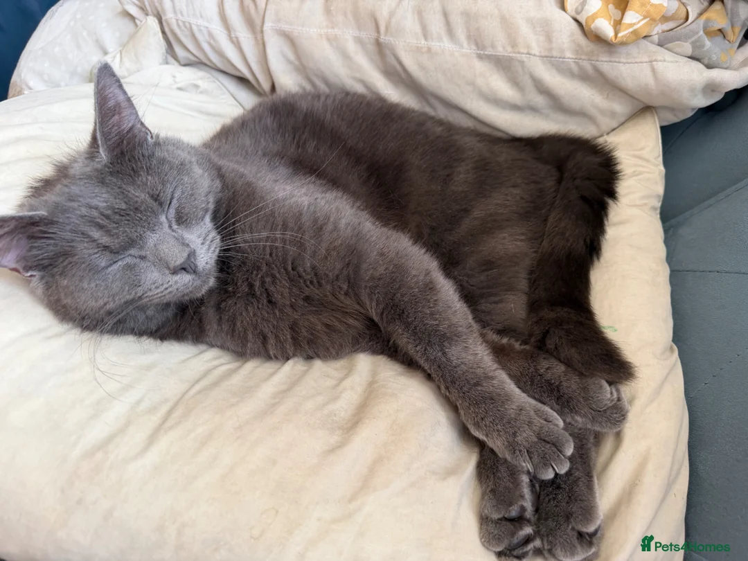 Mixed Breed cats for sale: Half ragdoll kittens after their forever home  - Advert 2