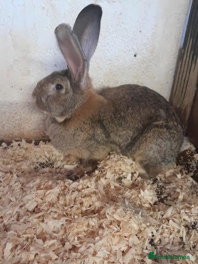 Continental Giant rabbits CONTINENTAL GIANT RABBITS FOR SALE 1 GIRL 2 BOYS - Advert 2