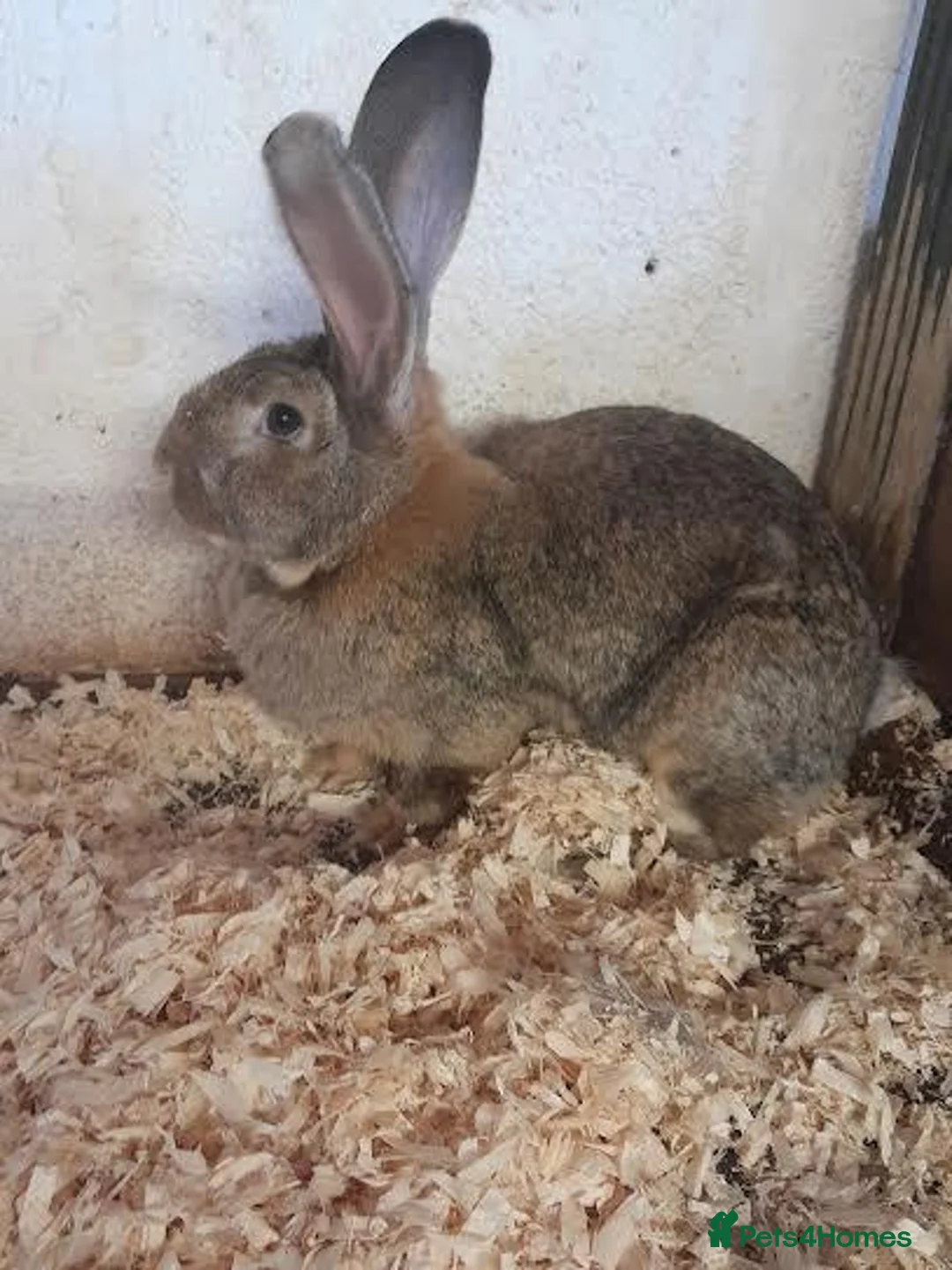 Continental Giant rabbits for sale: CONTINENTAL GIANT RABBITS FOR SALE 1 GIRL 2 BOYS - Advert 2
