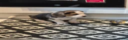 Beagle dogs for sale: Beagle Boy puppy  - Advert 3