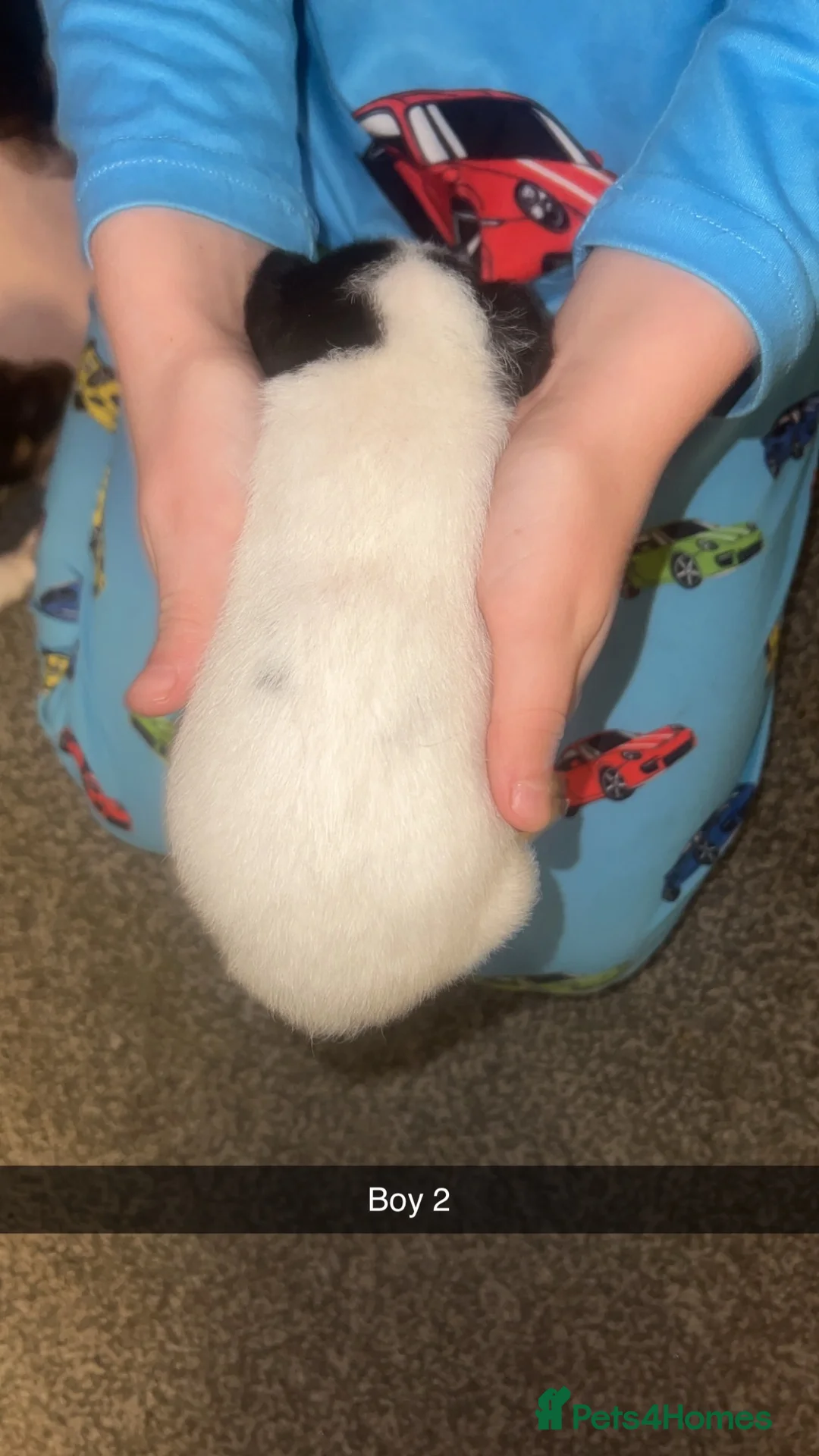 Parson Russell dogs for sale: Parson Russell Terriers  - Advert 11