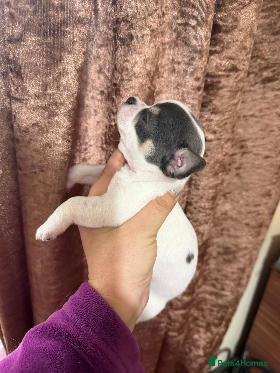 Chihuahua dogs for sale: Chihuahua pups - Advert 15