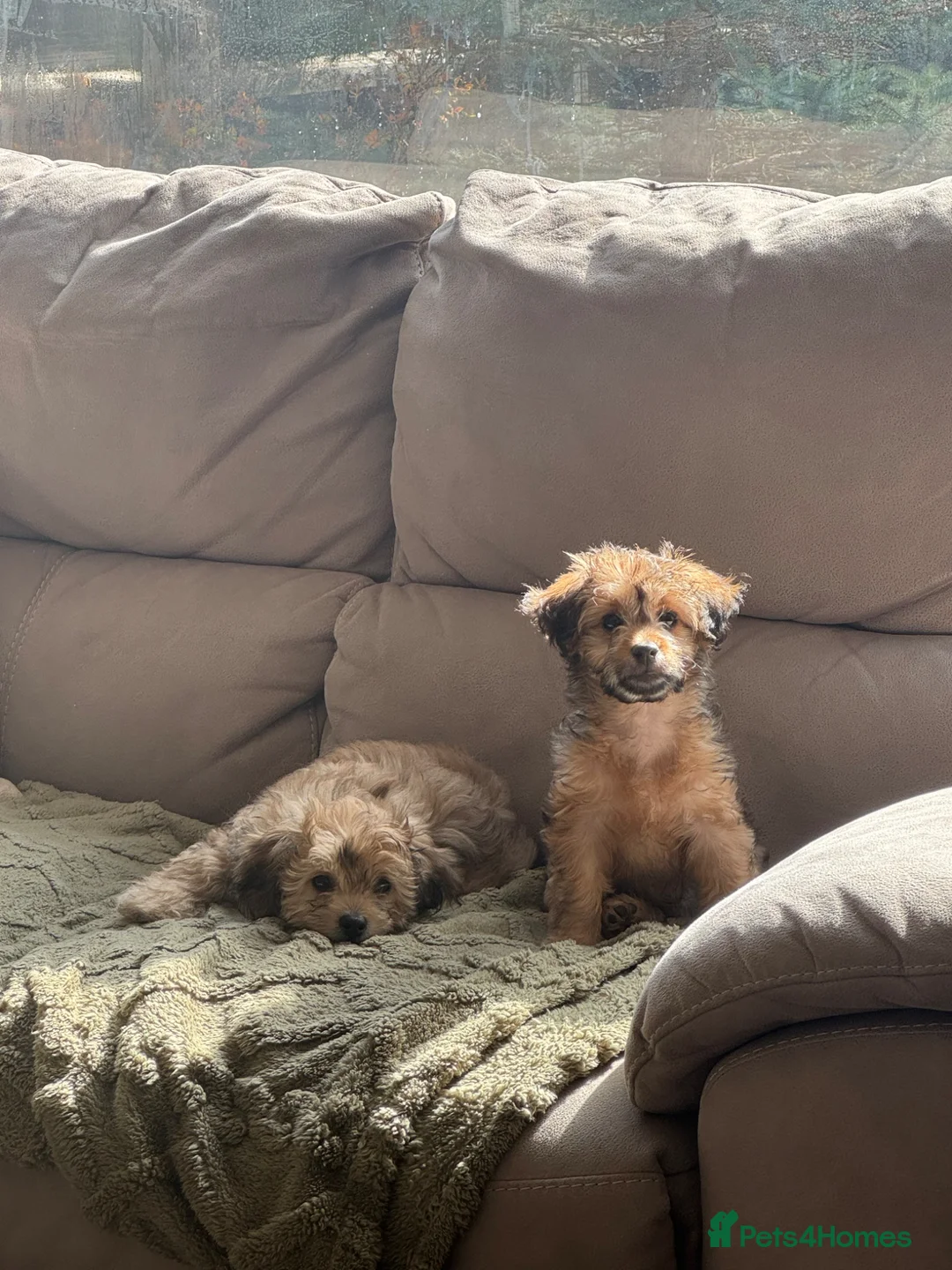 Maltipoo dogs for sale: Maltipoo  - Advert 2