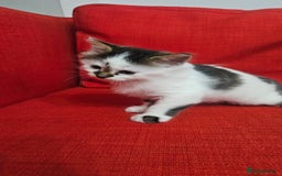 Domestic Shorthair cats for sale: Male and female  - Image 17