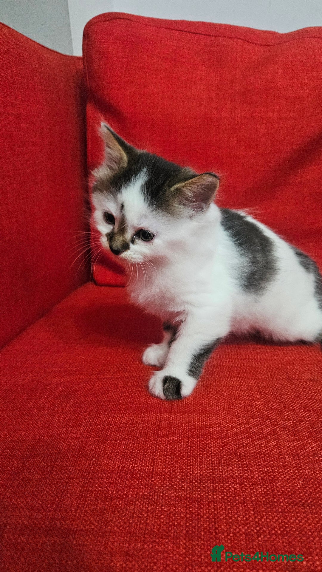 Domestic Shorthair cats for sale: Male and female  - Image 17