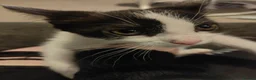 Mixed Breed cats for sale: Kittens for rehoming - Advert 4